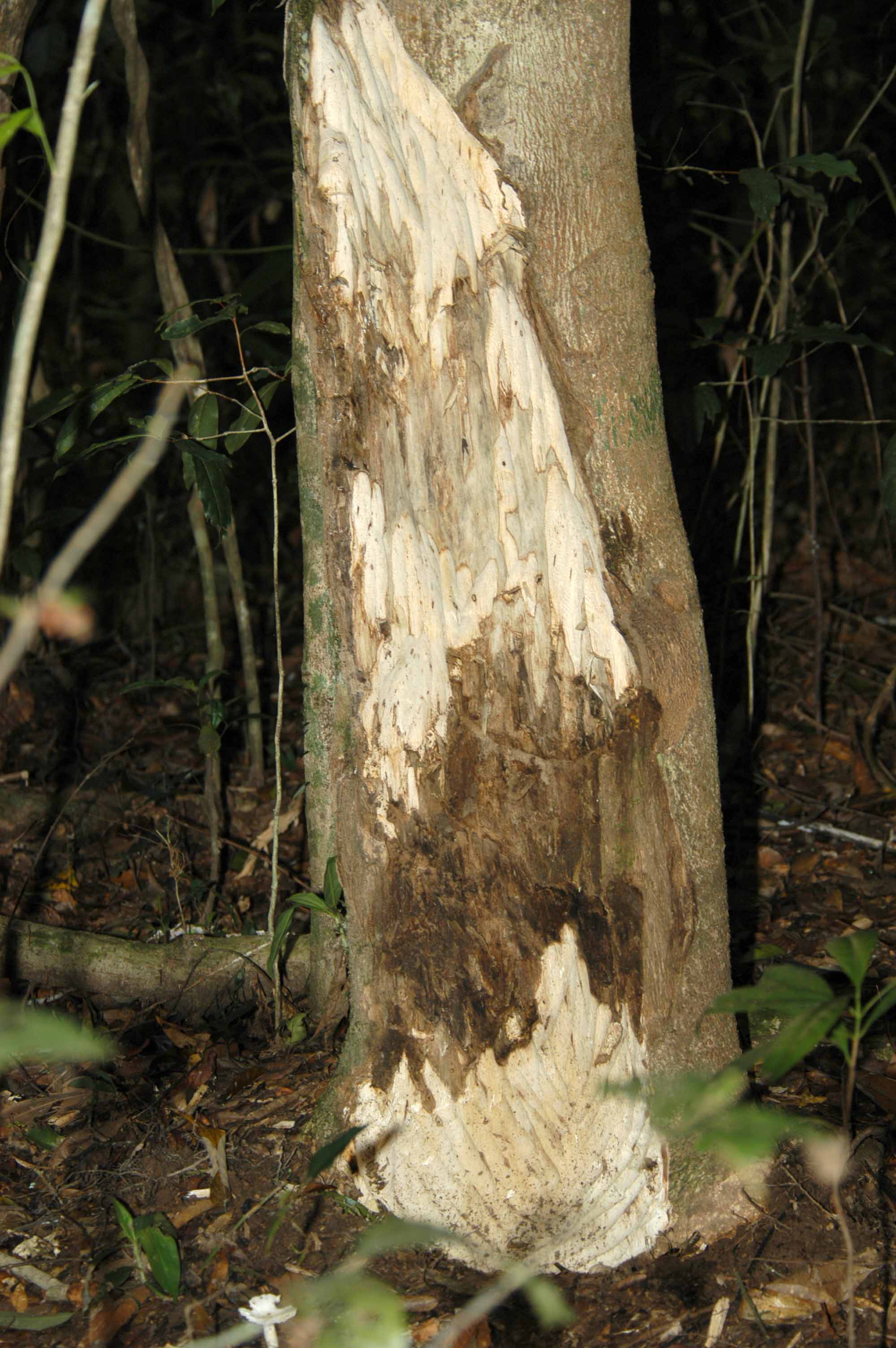 Our agarwood plantations in Hainan